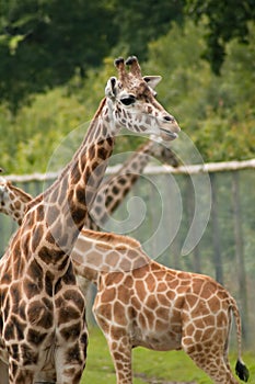 Captive giraffes