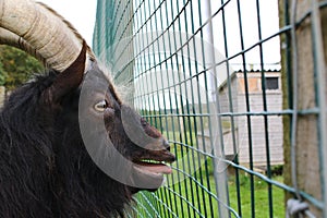 The captive goat