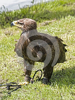 Captive Golden Eagle, Aquila chrysaetos, standing tehtered in a field
