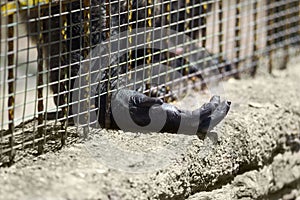 Captive gorilla