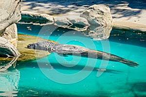 Captive gray seal bored in its aquarium as it supports the summer heat