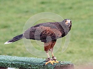 Captive Harris falcon poses for the croud