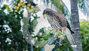 Captive Harris's Hawk (Parabuteo unicinctus) Used for Falconry