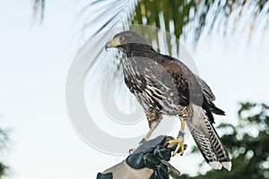 Captive Harris's Hawk (Parabuteo unicinctus) Used for Falconry on a Mexican Resort