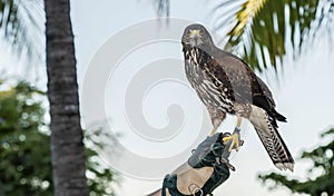 Captive Harris's Hawk (Parabuteo unicinctus) Used for Falconry on a Resort in Mexcio