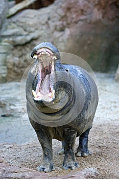 Captive Hippopotamus yawning or roaring in a Spanish zoo