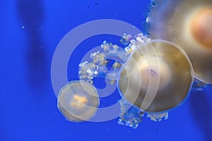 Captive jellyfish in the foreground underwater