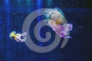 Captive jellyfish in the foreground underwater