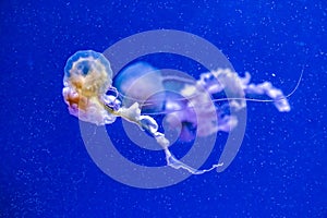 Captive jellyfish in the foreground underwater