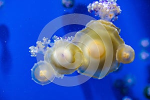 Captive jellyfish in the foreground underwater