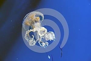 Captive jellyfish in the foreground underwater