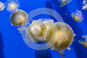 Captive jellyfish in the foreground underwater