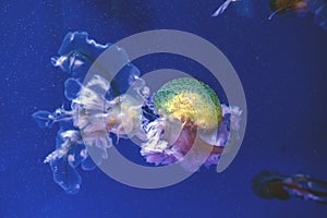 Captive jellyfish in the foreground underwater