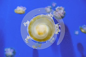 Captive jellyfish in the foreground underwater