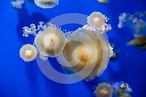 Captive jellyfish in the foreground underwater