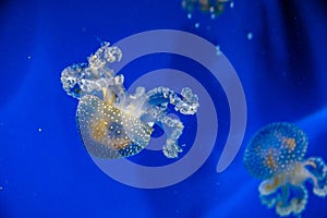 Captive jellyfish in the foreground underwater