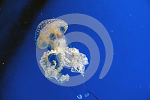 Captive jellyfish in the foreground underwater