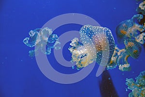 Captive jellyfish in the foreground underwater