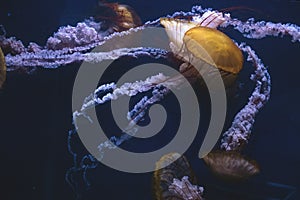 Captive jellyfish in the foreground underwater