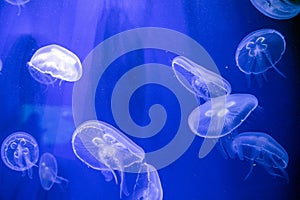 Captive jellyfish in the foreground underwater