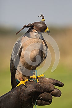 Captive lanner falcon