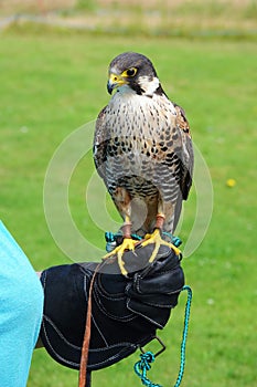 Captive lanner falcon sitting on hand