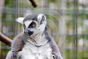 Captive Lemur