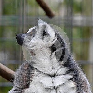 Captive Lemur