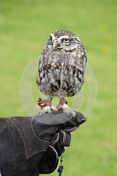 Captive little owl sitting on hand