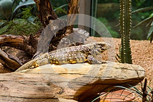 Captive lizard at a zoo basking in the sun