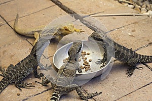 Captive lizards feeding