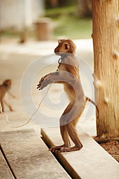 Captive macaque. A captive macaque monkey in Thailand.