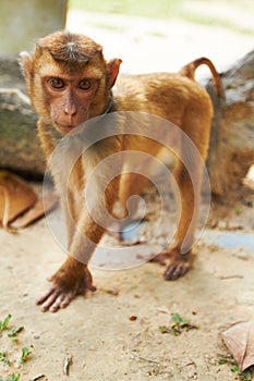 Captive macaque monkey. Thai macaque standing on all fours.