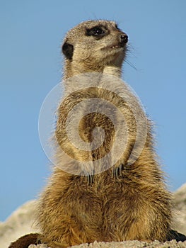 Captive Meerkat