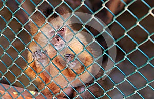 Captive Monkey