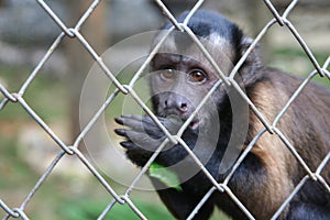 Captive monkey inside a cage