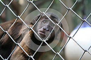 Captive monkey inside a cage