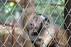 Captive monkey inside a cage