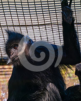 Captive monkey seated and scratching its paws on the ground.