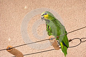 Captive Orange-winged Amazon parrot