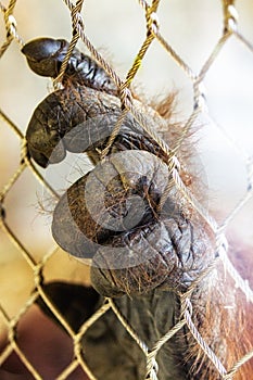 Captive Orangutan Hand Grabbing Fence