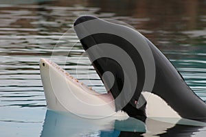 Captive orca