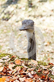 Captive ostrich looking over a wall