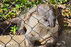 A captive otter in a zoo