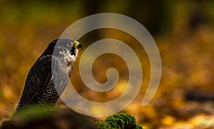 A Peregrine Falcon