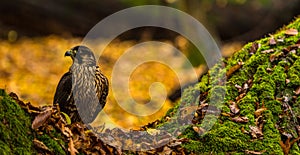 A Peregrine Falcon