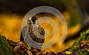 A Peregrine Falcon