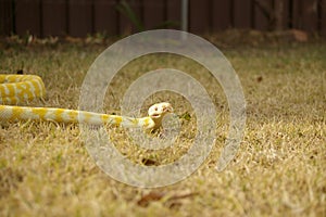 captive pet Albino python