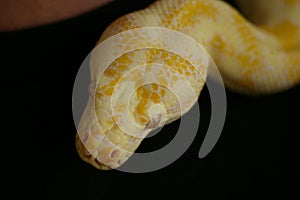 captive pet Albino python