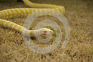 captive pet Albino python